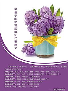 我的风信子优秀的作文