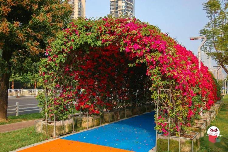 新增三角梅"时光隧道" 第二站,推荐大家前往这处开满三角梅的"时光