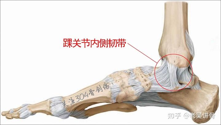 踝关节内侧韧带