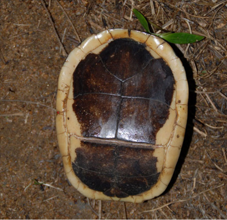 保护古老活化石"断板龟",绿会收到河南罗山志愿者中华