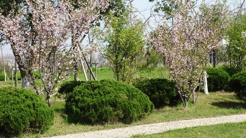 苏州大学文正学院绿化_校园景观