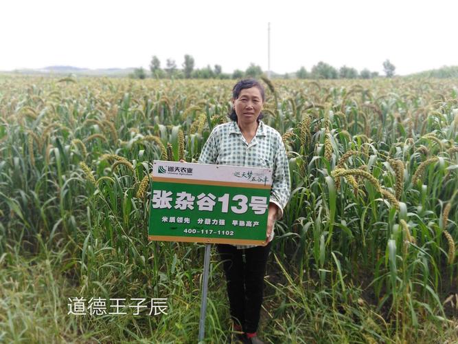 道德村王子辰家的张杂谷,谷子长势喜人!产量颇丰!张杂谷!