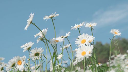 小清新鲜花阳光和雏菊_高清4k