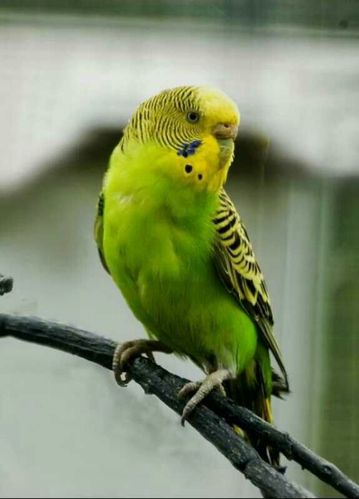 果果三班生成课程:《小鸟你好》