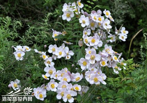 野棉花图片