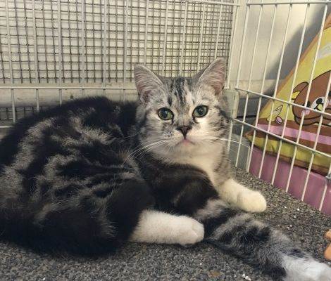 自家繁殖美短加白公猫 详情 