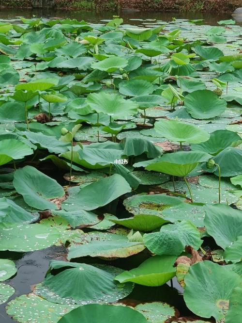 植物大战僵尸系列 寻找莲小蓬和缠绕水草,偶遇岩浆番石榴_苏州攻略_番