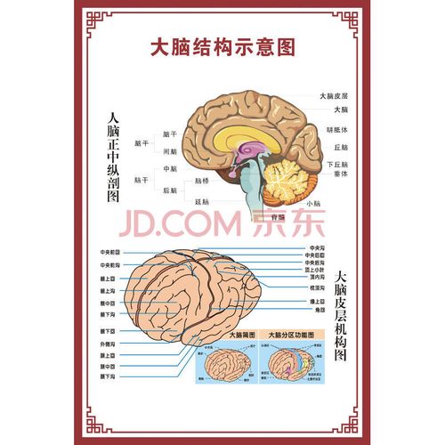 挂图器官示意图内脏结构图穴位图人体肌肉解剖图海报 大脑结构示意图