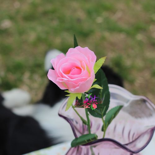 爱丽丝玫瑰仿真单支玫瑰花批发高档绢花客厅假花摆放装饰人造花