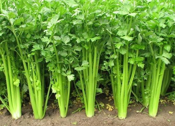 芹菜种植环境要求及茬次栽培技术