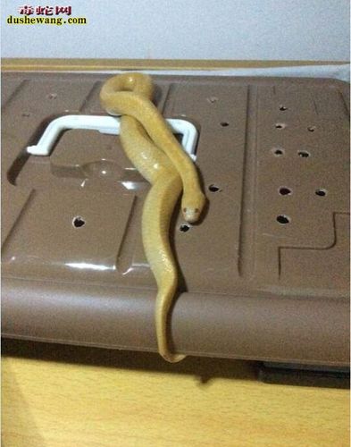 白化中华水蛇 白化中华水蛇价格行情