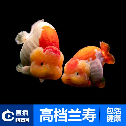 活体精品兰寿虎头苗金鱼包邮观赏鱼