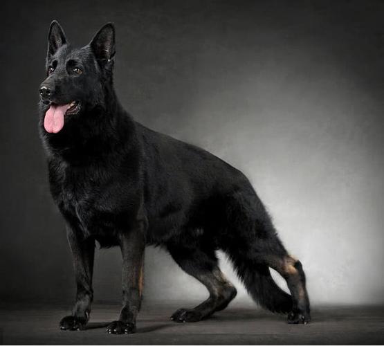 而人们常说的德国黑背属于其他欧洲系中的英国系.