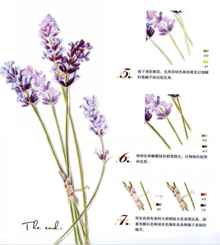 彩铅画花卉教程图解彩铅薰衣草的画法步骤