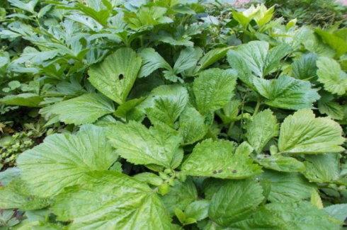 ——蓝布正,夏枯草,岩白菜,老虎蓑衣…… 这些不都是中草药吗?