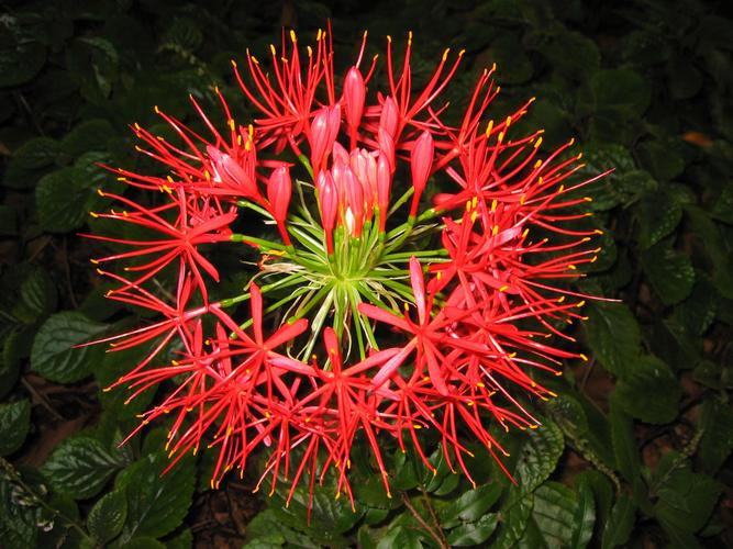 相机微拍的非洲花