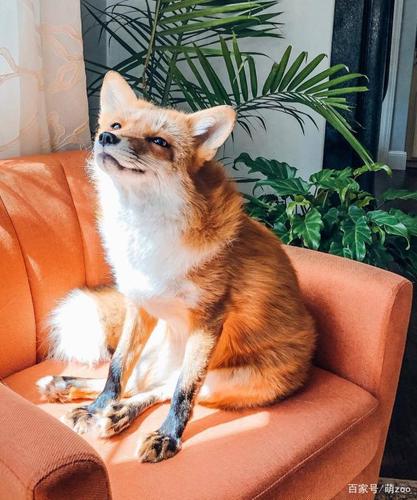 这只小狐狸的笑,好像阳光一样,让我的心都化了