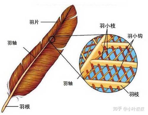 毛概羽毛的结构与辨识概述第二版