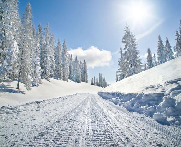 白雪覆盖的雪地和树林图片