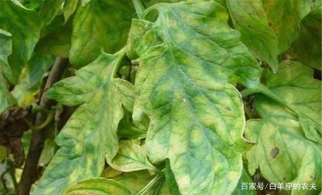 西红柿缺硼典型症状,看看如何解决