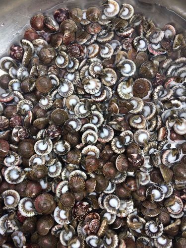 海里的蜗牛可以吃吗