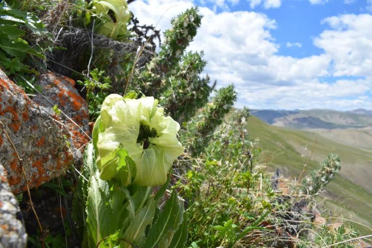 去不了新疆,就先看看新疆的天山雪莲吧(实拍图来啦)