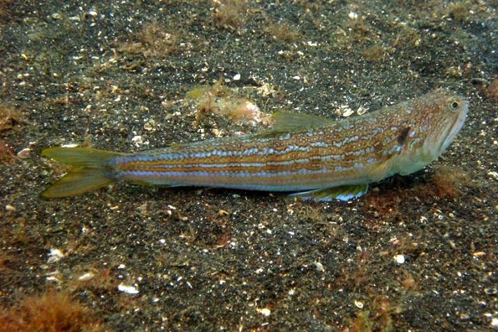 潮汕人叫狗母鱼的是什么鱼