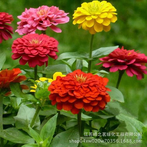 景观绿化花种子 百日草 百日菊种子花草种子 发芽率高 品质保证
