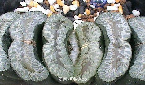 玉扇名品鉴赏