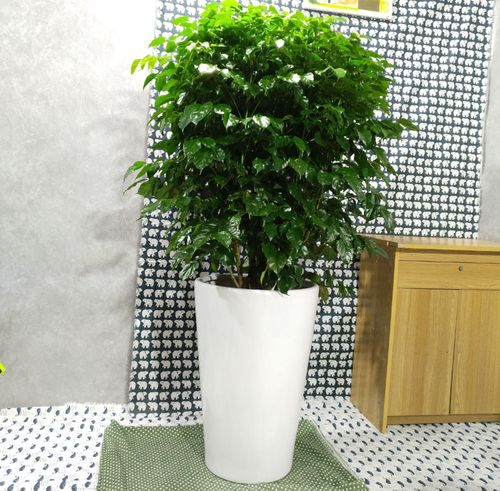 盆友园艺大钱多多中山市区绿植配送租赁送货上门大型