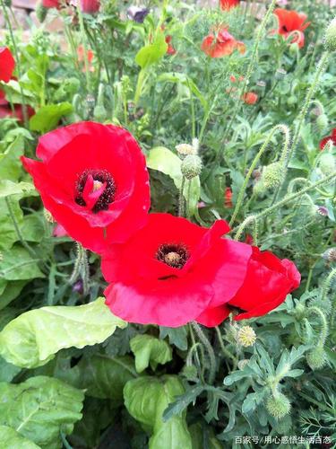 原来虞美人花身后还有一个动人的故事