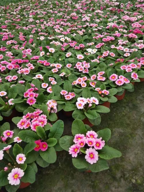 报春花工程苗大量批发 报春花批发价