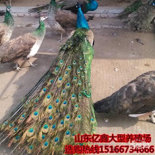 哪里有大型养殖场出售蓝孔雀 白孔雀 孔雀标本的