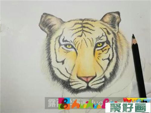 彩铅画教程:教你画老虎