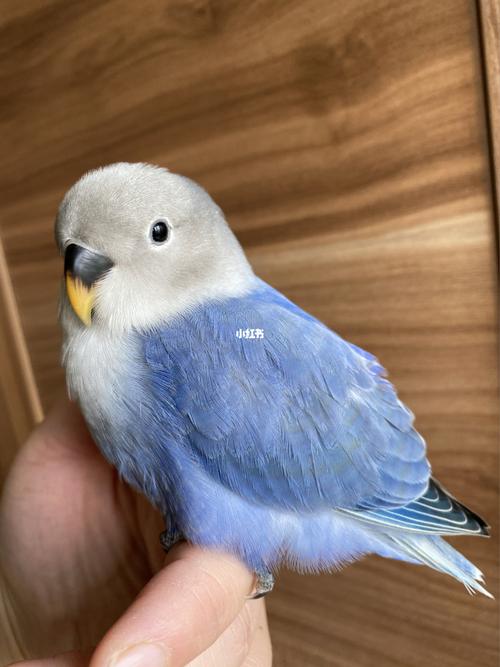 这是杂毛吗?_鹦鹉_牡丹_手养牡丹鹦鹉_宠物_宠物其他