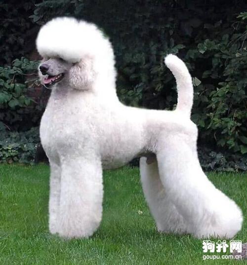 巨型贵宾犬,不仅仅体型巨大,价格也是巨贵!