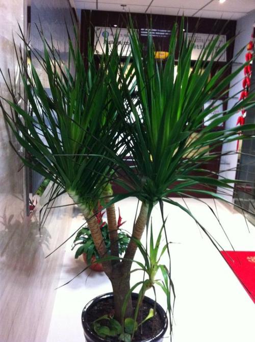 求救!龙血树叶子枯萎了,怎么情况,救救此书吧!