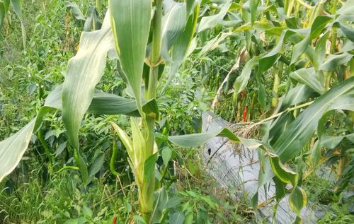 玉米套种辣椒应注意什么问题