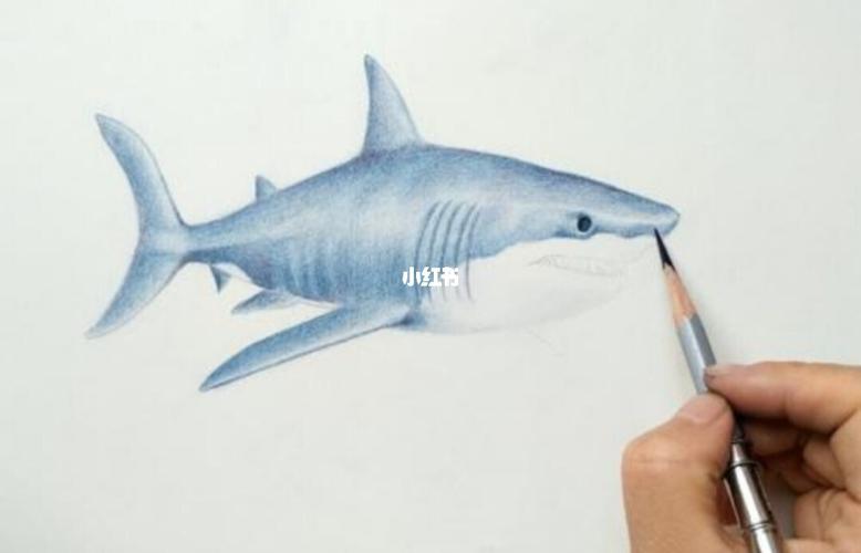 彩铅鲨鱼 少儿美术 大白鲨彩铅_美术_鲨鱼_彩铅_少儿美术_文化_绘画