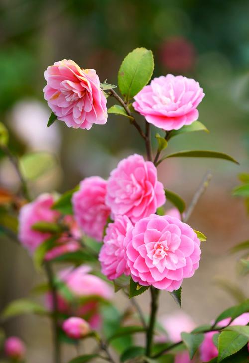 茶花绽放,恍如赤霞彩云飘