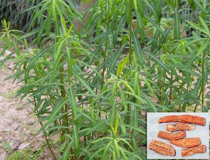 别    名:京大戟(《 浙江民间常用草药》 ,根的中药名),穿山虎(温州