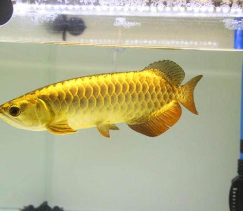 金头过背金龙鱼 自然发色的 超漂亮的