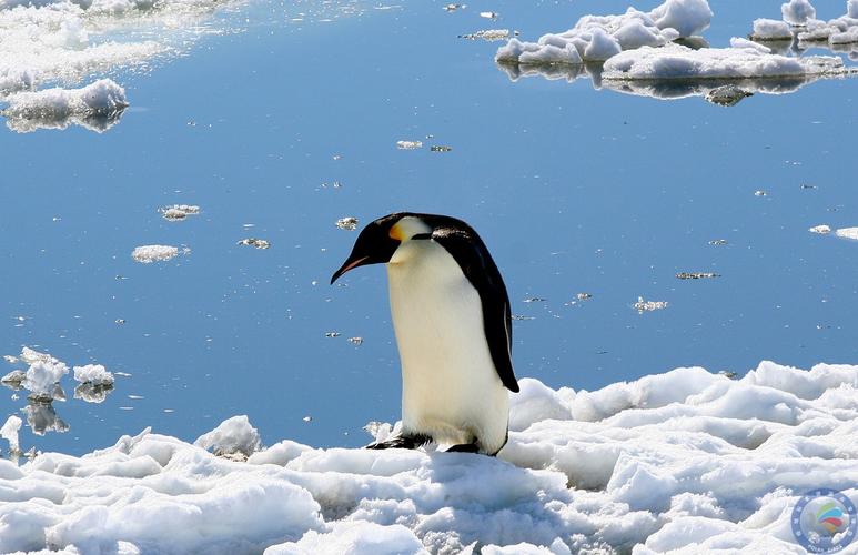  帝企鹅