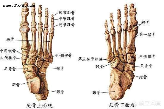 这种说法很直观,对比发现约73%中国人脚掌上第五趾骨为2节,欧美人有3
