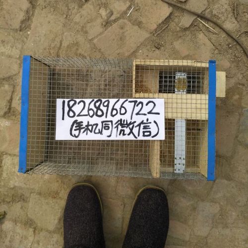 麻雀地笼麻雀连续捕捉笼