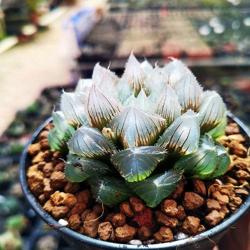 冰魄玉露多肉植物大颗超大十二卷透明窗玉露含盆带土多肉精品组合