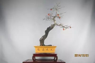 老鸦柿盆景 实物拍摄