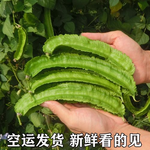 顺丰空运2斤装三亚新鲜热带四角豆海南蔬菜四棱豆龙豆