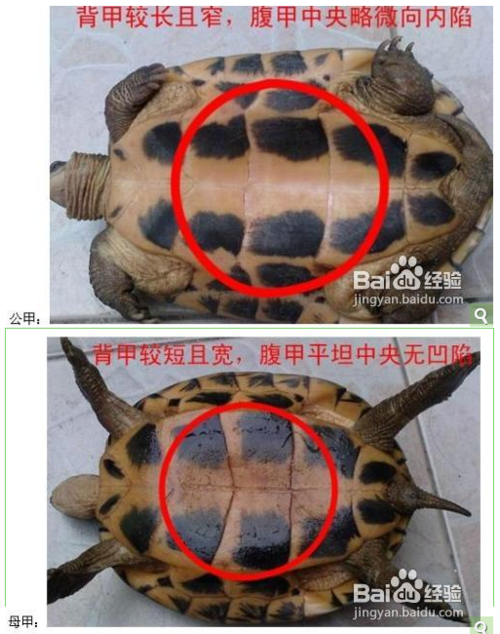 乌龟怎么分公母