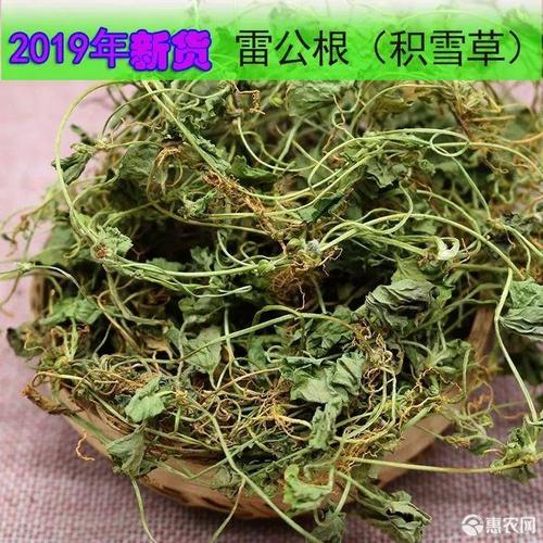 积雪草生 中草药材雷公根新鲜干货崩大碗马蹄草灯新鲜 干货